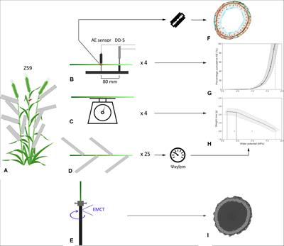 Acoustic Vulnerability, Hydraulic Capacitance, and Xylem Anatomy Determine Drought Response of Small Grain Cereals